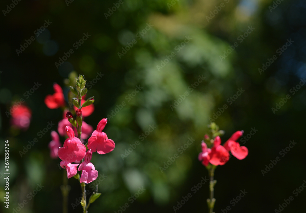 Fototapeta premium pink wildflowers