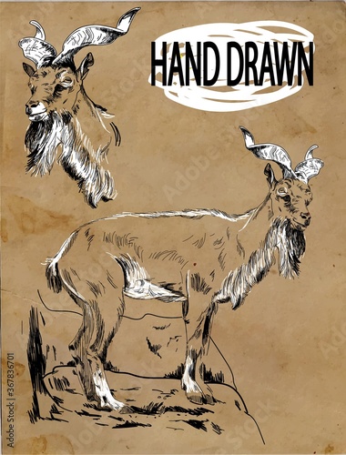 Horned goat. Mountain goat. Professional drawing in vintage style. Freehand drawing. Drawing with ink, drawing with a pen.