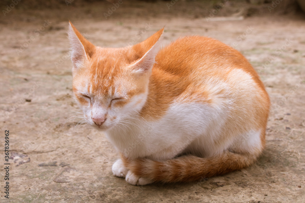 A beautiful cat is looking with calm eyes. It's A Bangladeshi pet cat. A beautiful cat is looking with calm eyes. It's A Bangladeshi pet cat.