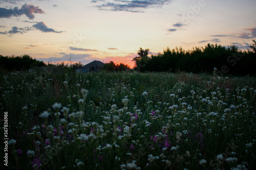 sunset in the village on a field with herbs