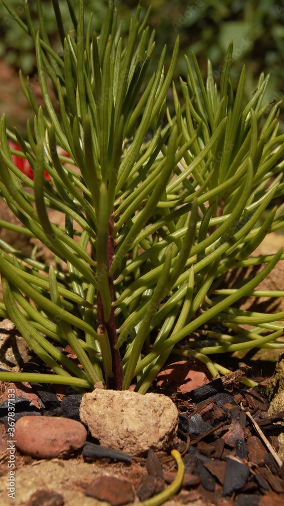 Obraz premium succulent plant
