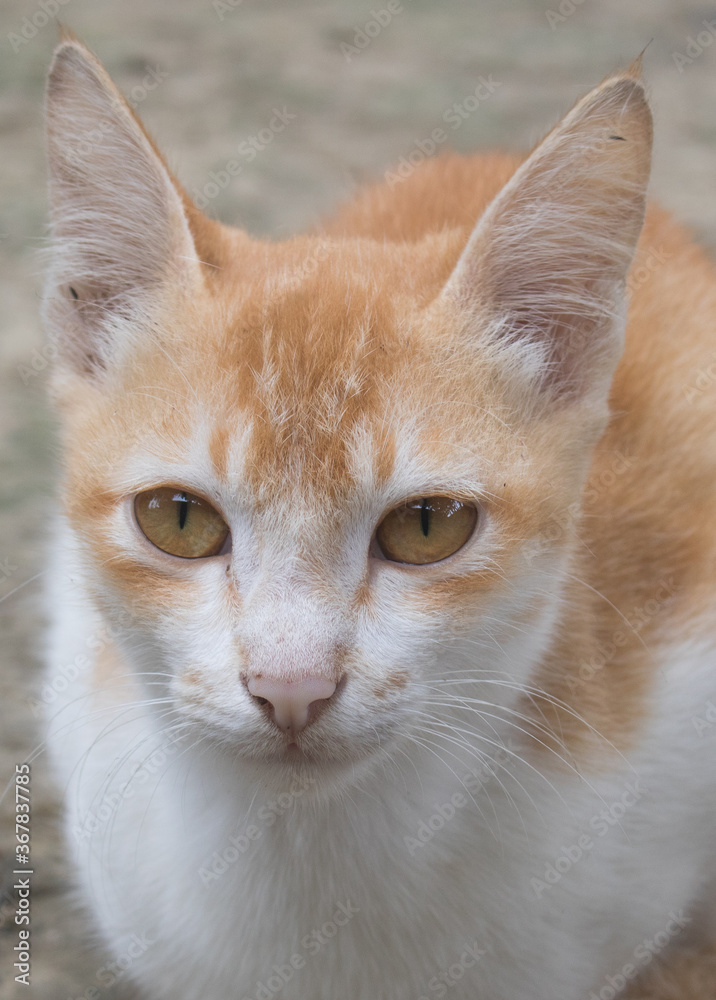 A beautiful cat is looking with calm eyes. It's A Bangladeshi pet cat. A beautiful cat is looking with calm eyes. It's A Bangladeshi pet cat.