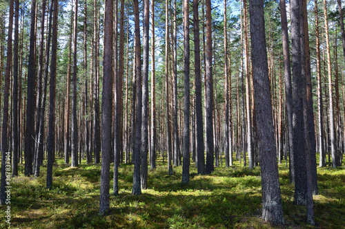 Fototapeta Naklejka Na Ścianę i Meble -  Pine forest at summer.