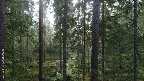 A slow drone flight in a summery pine grove in a wild boreal forest in Estonia, Northern Europe. 