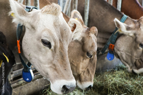 Milch Kühe im Stall bei der Heu Fütterung auf einem Bauernhof