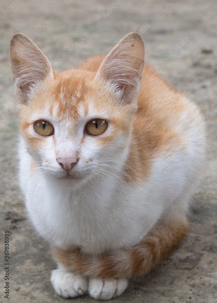 Young crazy surprised cat make big eyes closeup. Young cat looking surprised and scared. Emotional surprised wide big eye kitten at home. Young crazy surprised cat make big eyes closeup. Young cat looking surprised and scared. Emotional surprised wide big eye kitten at home.