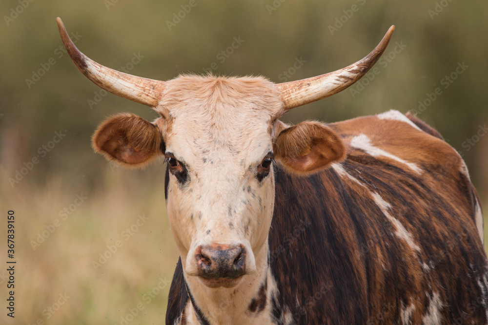 portrait of a horned cow