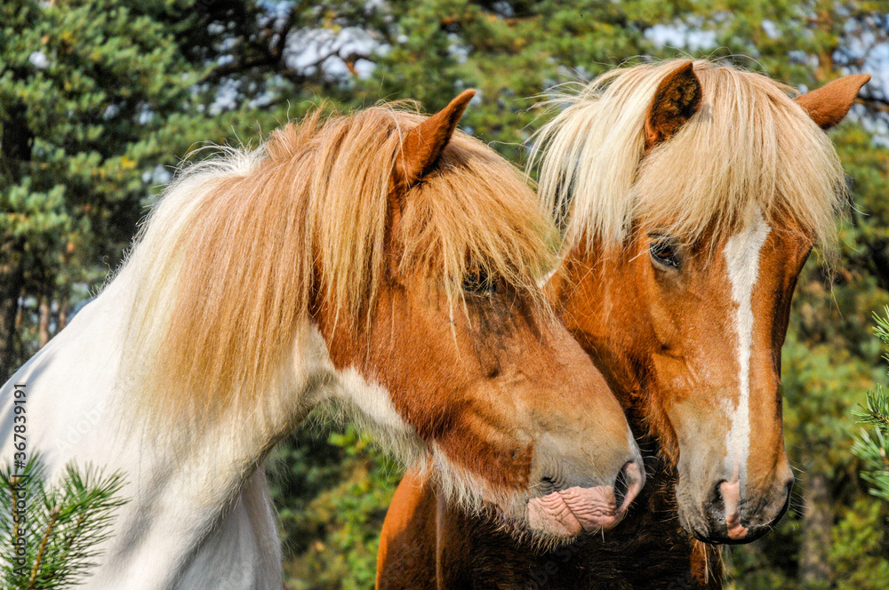 Obraz premium two Icelanders in the forest 