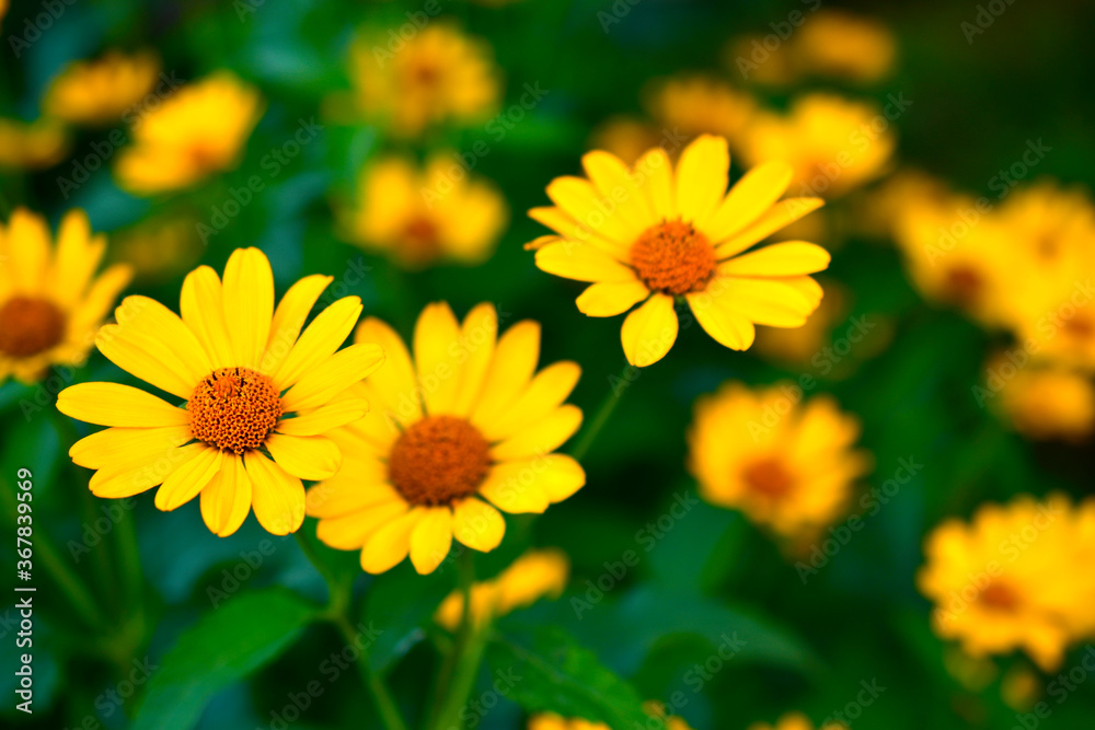 Yellow flower of heliopsis chamomile garden perennial
