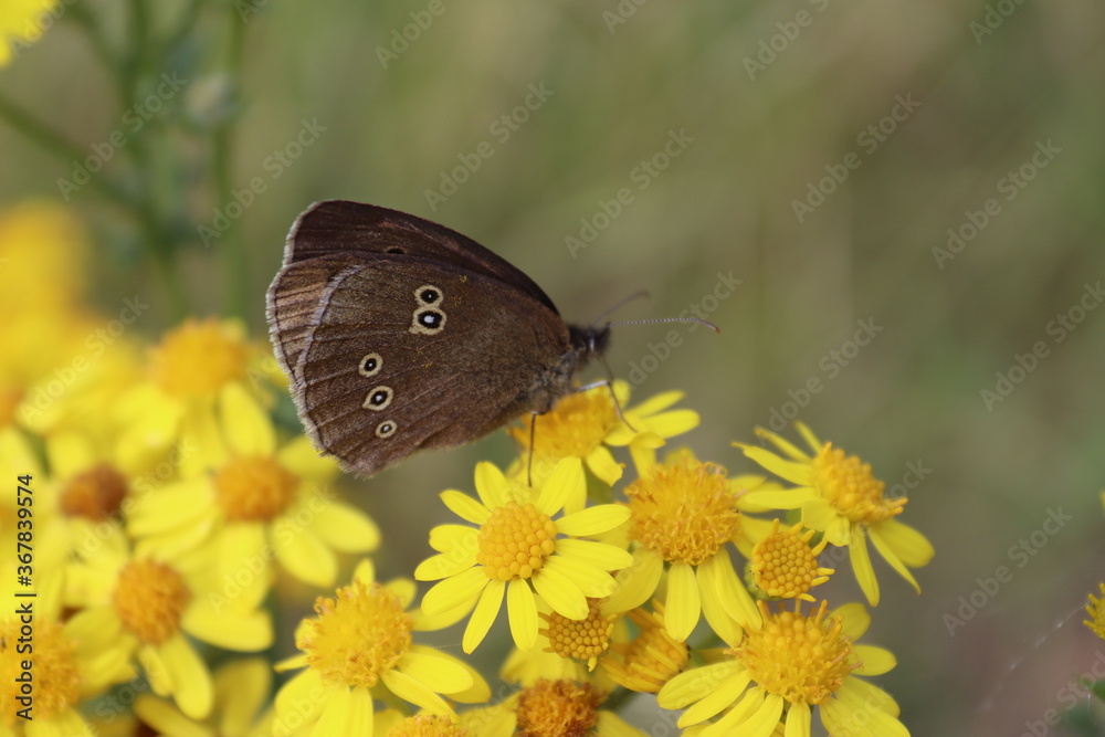 Obraz premium Butterfly sat on a flower