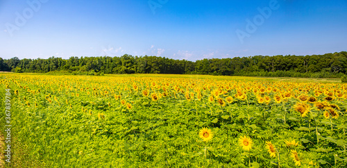 Beautiful Landscape with Sunflowers