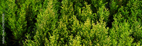Background and texture of green thuja tree. Panorama. 