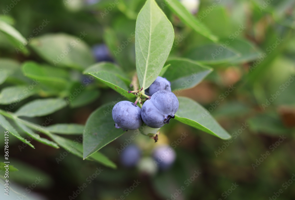 Blue berries of blueberries on a bush, close-up, blurred green background.