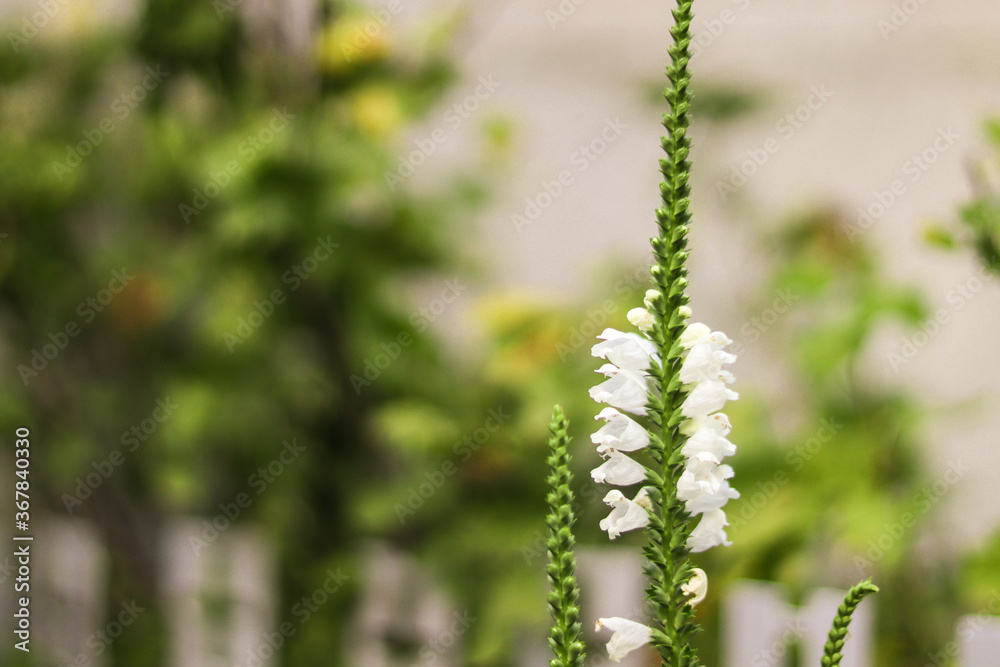 Small white flowers on a long stem. Blur bokeh. Vegetable floral background.