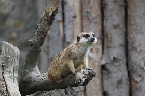 meerkat on guard duty