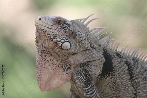 Fototapeta Naklejka Na Ścianę i Meble -  iguana 