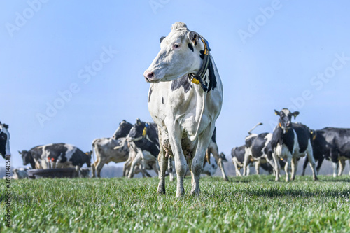 cows in a field
