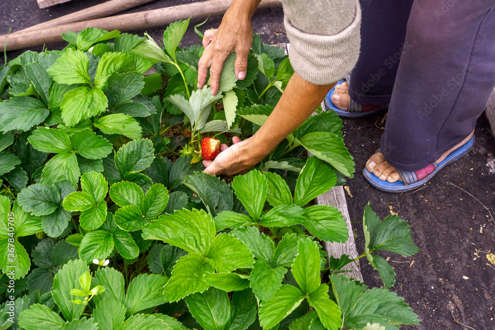 Fototapeta premium A farmer is checking strawberry bushes for ripe strawberry