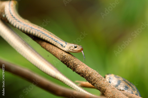 The checkered keelback (Fowlea piscator), also known commonly as the Asiatic water snake