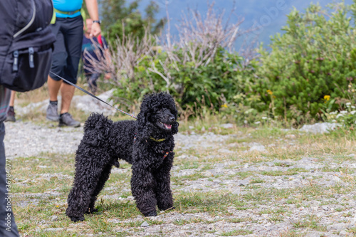 Black dog on the leash hiking with his owner to the mountain top. 