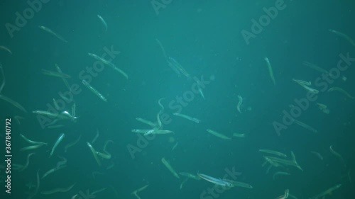 Mediterranean Sand Eel (Gymnammodytes cicerellus) in their natural habitat. Fish Black Sea. photo