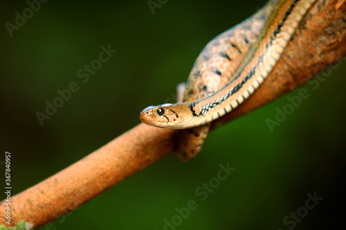 The checkered keelback (Fowlea piscator), also known commonly as the Asiatic water snake photo