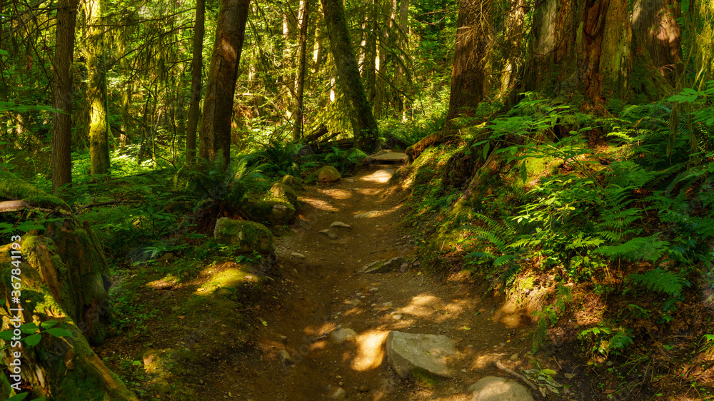 Obraz premium Boulder-strewn shared hiking/biking trail in BC -summer