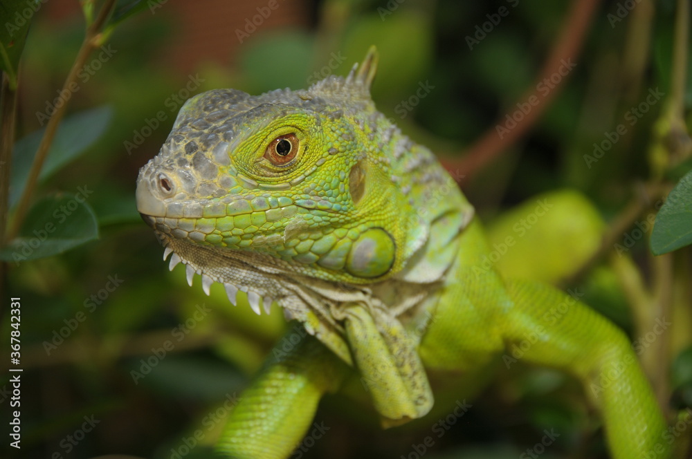 iguana on a tree iguana on a tree
