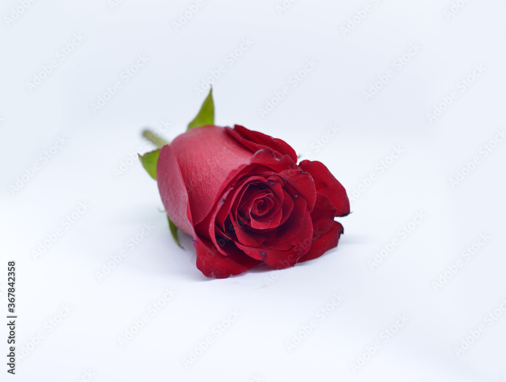red rose isolated on white background red rose isolated on white background