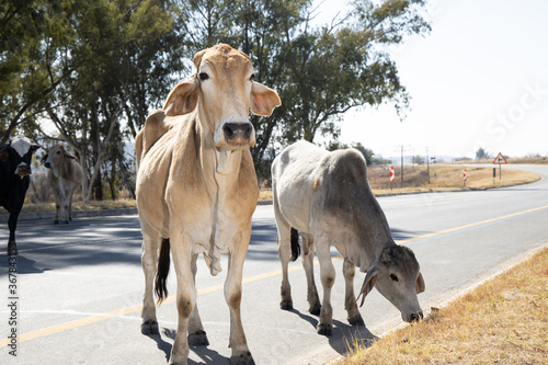 Communal cattle South Africa 7