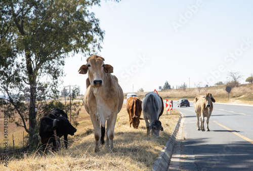 Communal cattle South Africa 2 photo