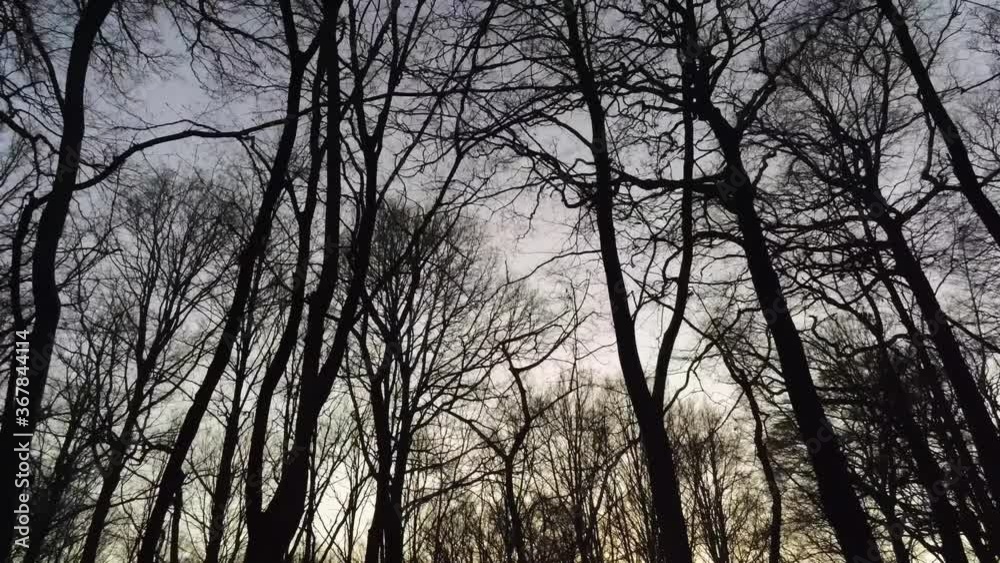 Tall Bare Trees At The Forest With Bright Sun In The Background In Winter - tilt-up shot Tall Bare Trees At The Forest With Bright Sun In The Background In Winter - tilt-up shot
