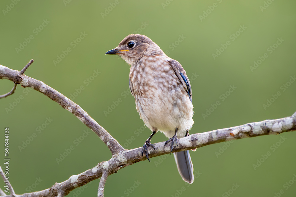 Juvenile Eastern Bluebird Perched on Bare Branch in Summer Juvenile Eastern Bluebird Perched on Bare Branch in Summer