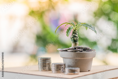 Money collected that grows into in a pot plant and many gold coins put on the account book in the backyard, Saving money for business Investment and  spending concept.