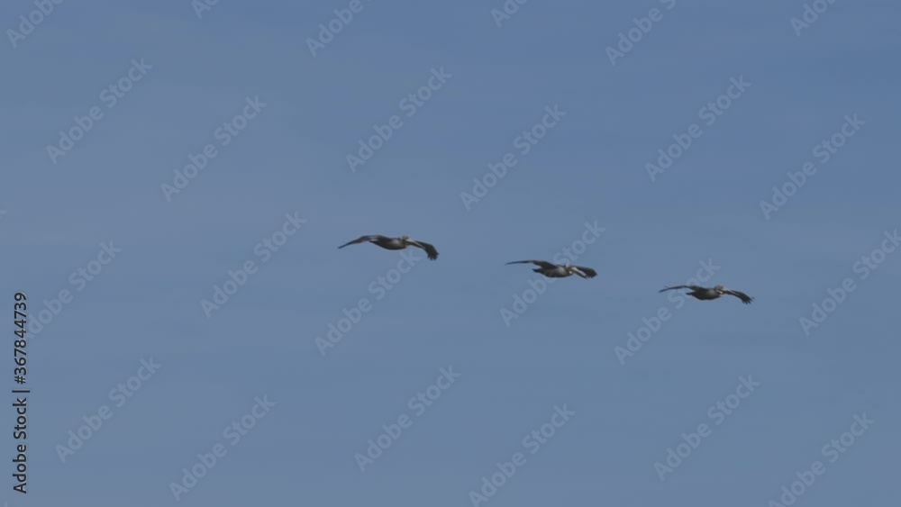 Sunrise on the beach of the Gulf Coast featuring pelicans. Sunrise on the beach of the Gulf Coast featuring pelicans.