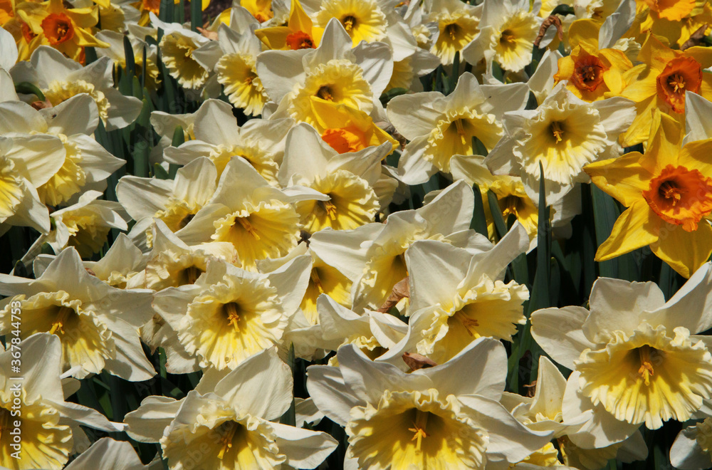 White and yellow daffodils blooming flowers in the garden