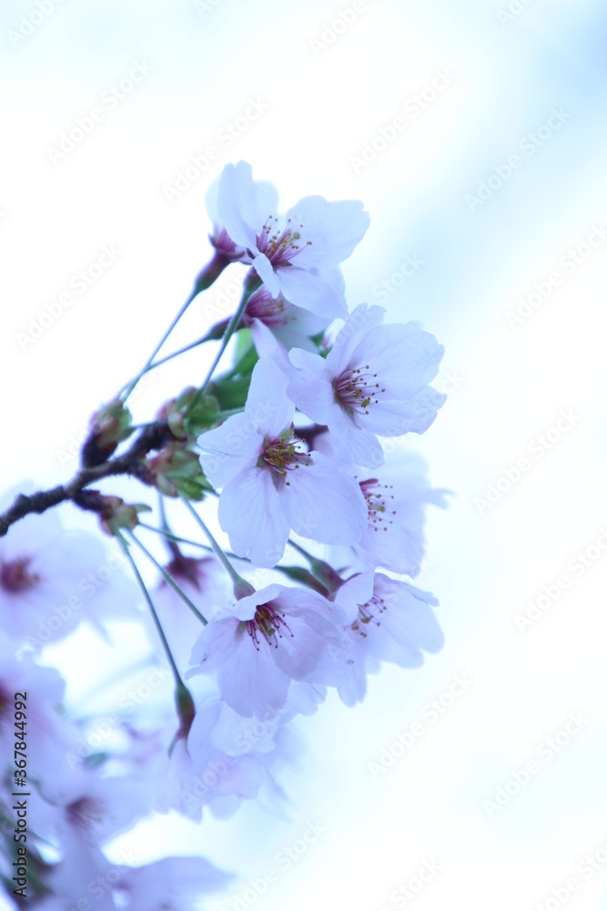 Obraz premium 桜
