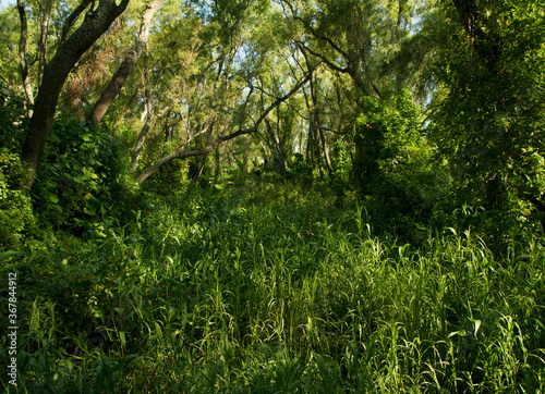 Panorama view of an enchanting green forest foliage and leafage with a beautiful sunlight  Pre Delta National Park
