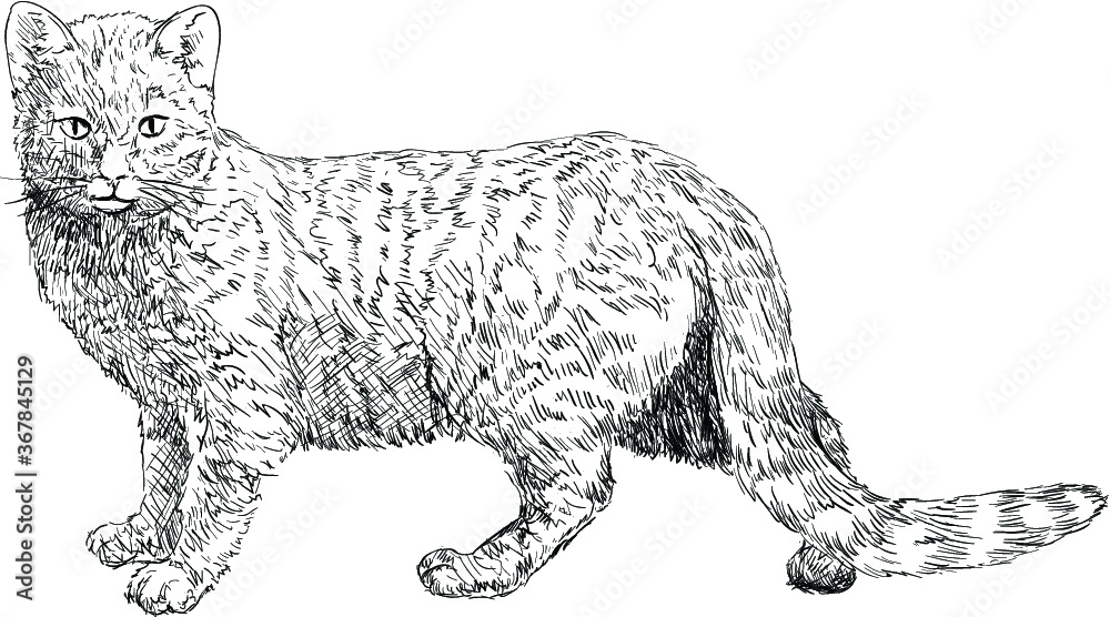 Cat drawing line-art
Sketch of cat, hand drawn vector illustration

