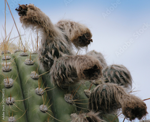 Giant cactus, Echinopsis atacamensis, fury fruit closeup.  © Gonzalo