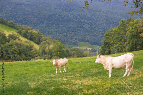 Grazing cow and calf in the mountains. Cattle farm in valley. Cows on pasture. Panoramic rural landscape. Domestic animals concept. Livestock in the meadow. Scenic countryside. 