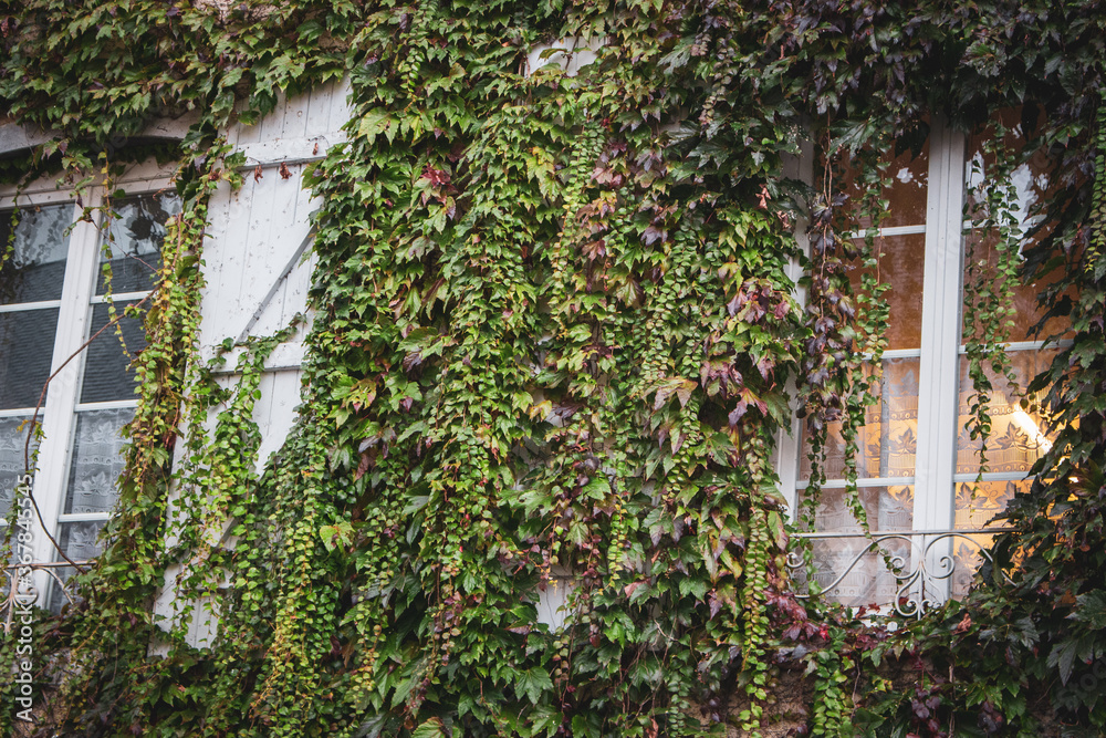 Ivy covered old house with window with light. Ivy with beautiful foliage on wall with vignette. Decoration of building, France. Ancient house in village. Exterior of old residence. Architecture detail