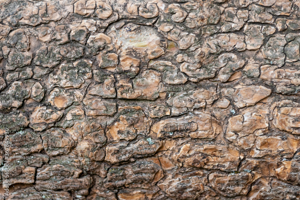 Close-up of rough bark shows natural patina and organic structures as wooden background for wooden wallpapers or timber industry topics with detailled rind macro and isolated lumber texture