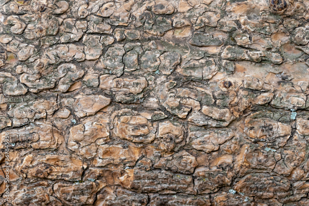 Obraz premium Close-up of rough bark shows natural patina and organic structures as wooden background for wooden wallpapers or timber industry topics with detailled rind macro and isolated lumber texture