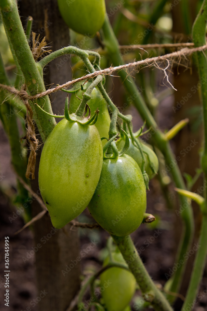 Green tomatoes on a branch in garden.