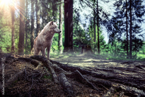 Wolf im Wald mit schönem Licht