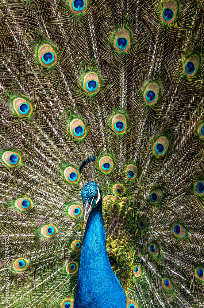 Obraz premium Male peacock bird, Pavo cristatus, with full display tail feathers