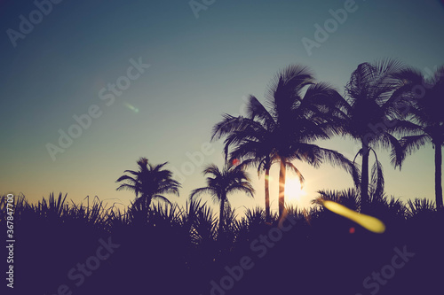 Fototapeta Naklejka Na Ścianę i Meble -  silhouette of palm trees