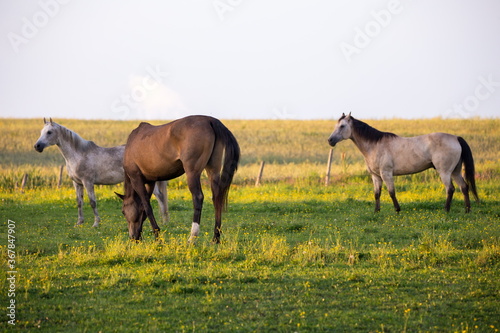 Brown, flea-bitten gray and bay roan horses grazing and walking around their enclosure during a golden hour summer evening, Ste. Foy rural area, Quebec City, Quebec, Canada