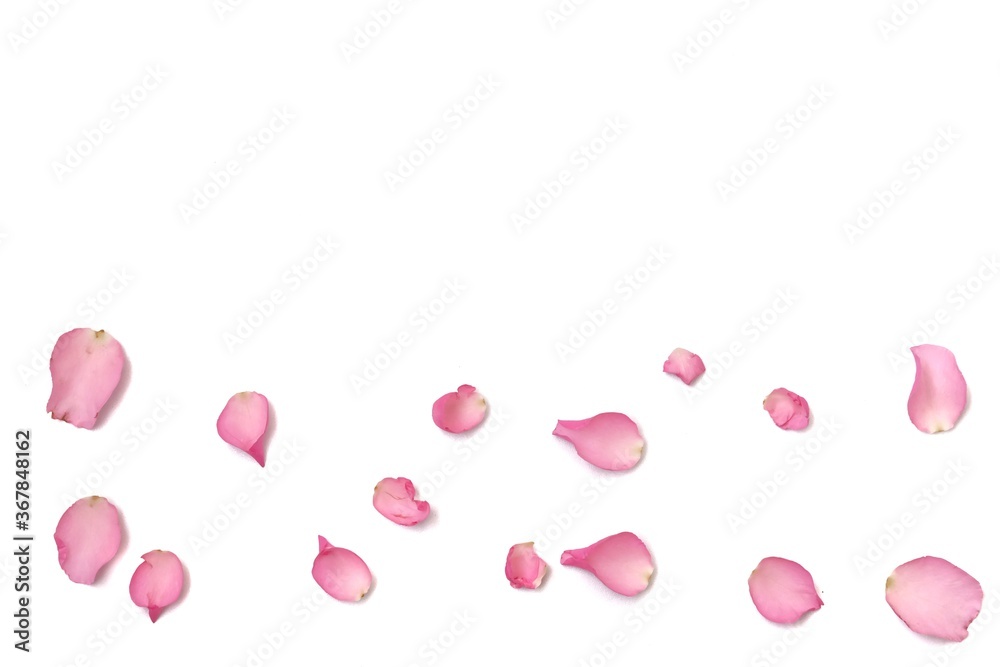 In selective focus a group of sweet pink rose corollas on white isolated background 